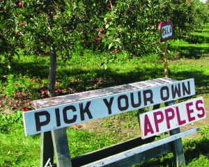 Pick your own apples coming soon!